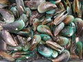 Shell, Green Mussels