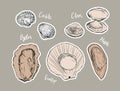 Shell, Hand draw sketch vector. Seafood set. Royalty Free Stock Photo