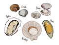 Shell, Hand draw sketch vector. Seafood set. Royalty Free Stock Photo