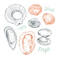 Shell, Hand draw sketch vector. Seafood set.