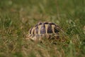 Shell of Hermanns tortoise