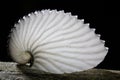 Shell image taken with macro, how transparent, nature is amazing, a shell but what a miracle Royalty Free Stock Photo