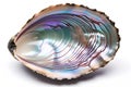 Shell with iridescent inside surface of a abalone Royalty Free Stock Photo