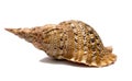 Shell isolate Royalty Free Stock Photo