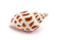 Shell isolated on white Royalty Free Stock Photo