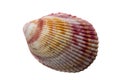 Shell Royalty Free Stock Photo