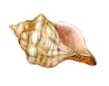 Shell isolated on white background, watercolor