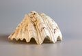 Shell of a large sea mollusk Tridacna gigas on a white background Royalty Free Stock Photo