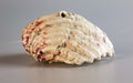 Shell of a large sea mollusk Tridacna gigas on a white background Royalty Free Stock Photo