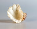 Shell of a large sea mollusk Tridacna gigas on a white background Royalty Free Stock Photo