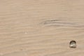Shell laying on a desserted beach Royalty Free Stock Photo