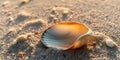 A shell is laying on the sand, with the sun shining on it Royalty Free Stock Photo