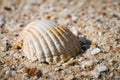 The shell lies on the sandy seashore close-up Royalty Free Stock Photo