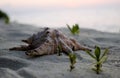 A Large Seashell On A Sandy Beach At Sunset. Royalty Free Stock Photo