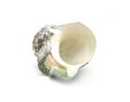 The shell of Luminous shellfish Royalty Free Stock Photo