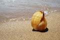 Shell lying on the sand by the sea Royalty Free Stock Photo