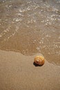 Shell lying on the sand by the sea Royalty Free Stock Photo