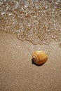 Shell lying on the sand by the sea Royalty Free Stock Photo