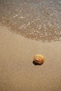 Shell lying on the sand by the sea Royalty Free Stock Photo