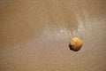 Shell lying on the sand by the sea Royalty Free Stock Photo