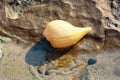 Shell marine ficus gracilis on sand Royalty Free Stock Photo
