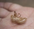 shell of a molted cicada. It stands in the palm of your hand.