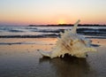 Shell Murex on the Beach Sunset Royalty Free Stock Photo