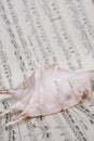 Shell on music Music score book Royalty Free Stock Photo