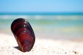 Shell mussel lies on the sand on a background of blue sea and blue sky summer vacation Royalty Free Stock Photo