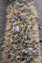 The shell named goose barnacles or gooseneck barnacle Lepas anserifera Linnea is commonly seen at the surface of