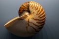 Shell of the nautilus. is a pelagic marine mollusc of the cephalopod family Nautilidae Royalty Free Stock Photo