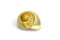 Shell of a garden snail Royalty Free Stock Photo