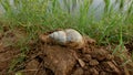 The shell of an old snail that has died, on a paddy field Royalty Free Stock Photo