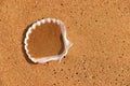 Shell on orange beachsand Royalty Free Stock Photo