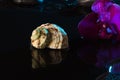 Shell with orchids Royalty Free Stock Photo