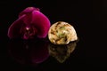 Shell with orchids Royalty Free Stock Photo