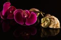 Shell with orchids Royalty Free Stock Photo