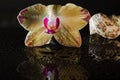 Shell with orchids Royalty Free Stock Photo
