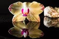 Shell with orchids Royalty Free Stock Photo