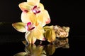 Shell with orchids Royalty Free Stock Photo