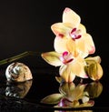Shell with orchids Royalty Free Stock Photo