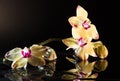 Shell with orchids Royalty Free Stock Photo