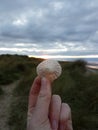 Shell over sunset Royalty Free Stock Photo