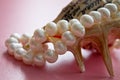 Shell with a pearl necklace Royalty Free Stock Photo