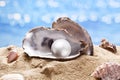 Shell with a pearl. Royalty Free Stock Photo