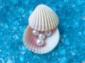 Shell with pearls Royalty Free Stock Photo