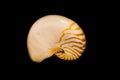 The shell of a pearly nautilus isolated on a black background