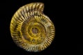 The shell of a perisphinctes ammonite, the fossil of a extinct water animal specie from the jurassic era isolated on a black