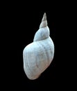 Shell of a pond snail.