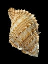 Shell Rapana